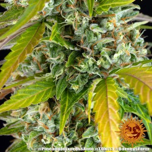 Barney's Farm Pineapple Express Auto Seeds 3 Stk.