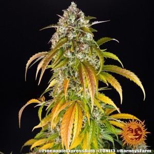 Barney's Farm Pineapple Express Auto Seeds 3 Stk.