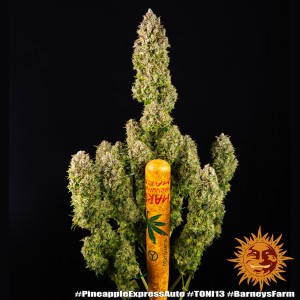Barney's Farm Pineapple Express Auto Seeds 3 Stk.