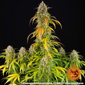 Barney's Farm Pineapple Express Auto Seeds 3 Stk.
