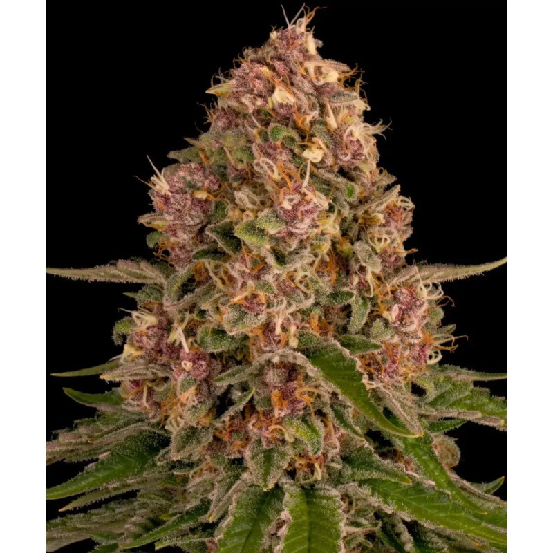 Barney's Farm Pink Kush Seeds 3 Stk.