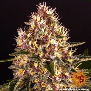 Barney's Farm Pink Kush Seeds 3 Stk.