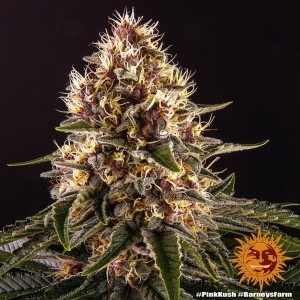 Barney's Farm Pink Kush Seeds 3 Stk.