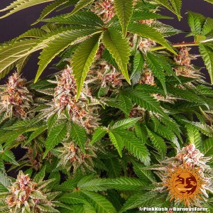 Barney's Farm Pink Kush Seeds 3 Stk.