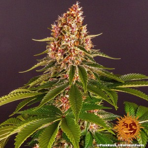 Barney's Farm Pink Kush Seeds 3 Stk.
