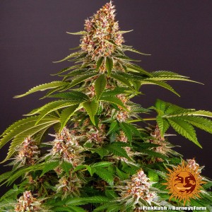 Barney's Farm Pink Kush Seeds 3 Stk.