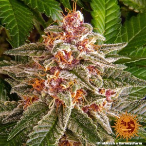 Barney's Farm Pink Kush Seeds 3 Stk.