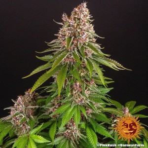 Barney's Farm Pink Kush Seeds 3 Stk.