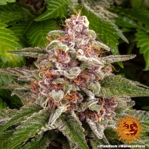 Barney's Farm Pink Kush Seeds 3 Stk.