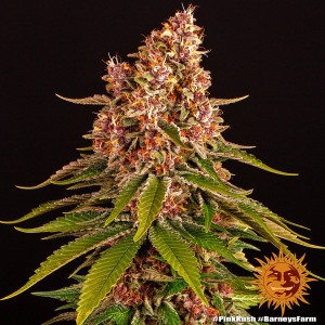 Barney's Farm Pink Kush Seeds 3 Stk.