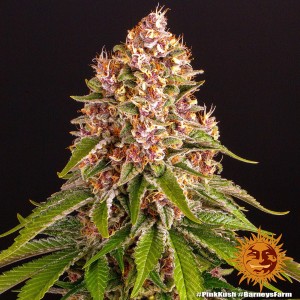 Barney's Farm Pink Kush Seeds 3 Stk.