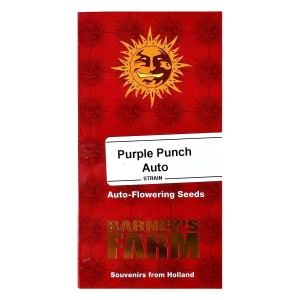 Barney's Farm Purple Punch Auto Seeds 3 Stk.
