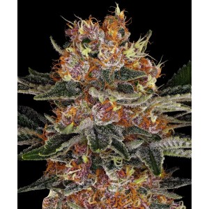 Barney's Farm Purple Punch Auto Seeds 3 Stk.
