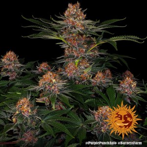 Barney's Farm Purple Punch Auto Seeds 3 Stk.