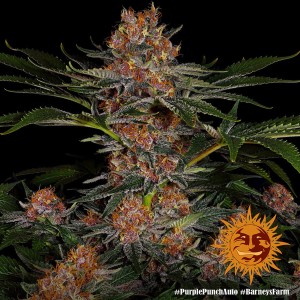 Barney's Farm Purple Punch Auto Seeds 3 Stk.
