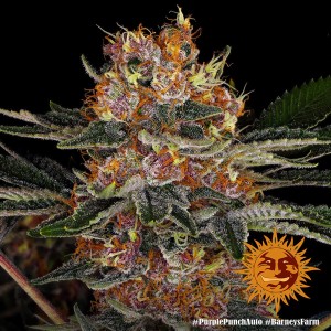 Barney's Farm Purple Punch Auto Seeds 3 Stk.