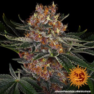 Barney's Farm Purple Punch Auto Seeds 3 Stk.