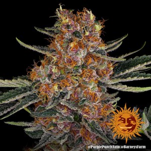 Barney's Farm Purple Punch Auto Seeds 3 Stk.