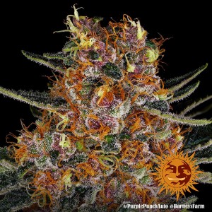 Barney's Farm Purple Punch Auto Seeds 3 Stk.