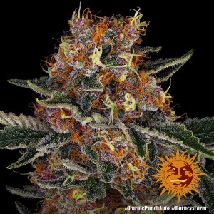 Barney's Farm Purple Punch Auto Seeds 3 Stk.