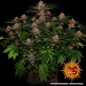 Barney's Farm Purple Punch Auto Seeds 3 Stk.