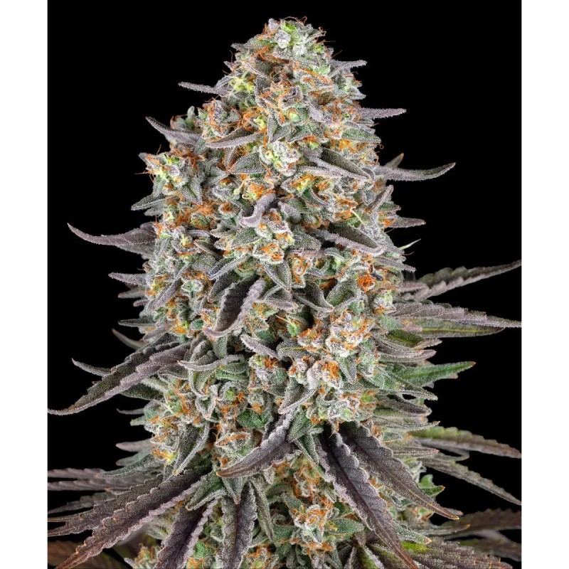 Barney's Farm Sour Strawberry Seeds 3 Stk.