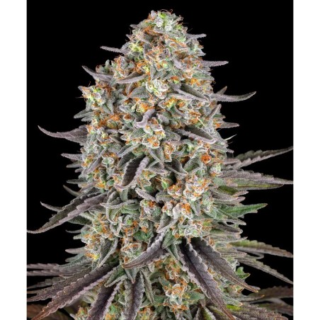 Barney's Farm Sour Strawberry Seeds 3 Stk.