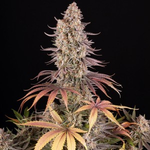 Barney's Farm Sour Strawberry Seeds 3 Stk.