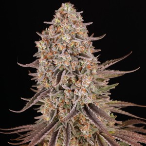 Barney's Farm Sour Strawberry Seeds 3 Stk.