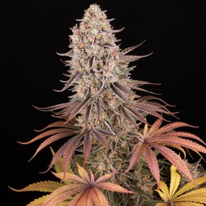 Barney's Farm Sour Strawberry Seeds 3 Stk.
