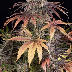 Barney's Farm Sour Strawberry Seeds 3 Stk.