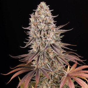 Barney's Farm Sour Strawberry Seeds 3 Stk.