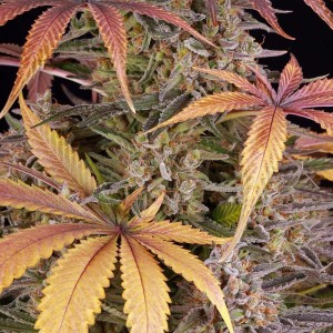Barney's Farm Sour Strawberry Seeds 3 Stk.