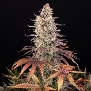 Barney's Farm Sour Strawberry Seeds 3 Stk.