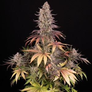 Barney's Farm Sour Strawberry Seeds 3 Stk.