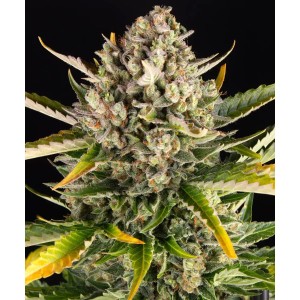 Barney's Farm Strawberry Cheesecake Auto Seeds 3 Stk.