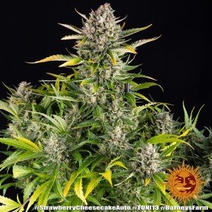 Barney's Farm Strawberry Cheesecake Auto Seeds 3 Stk.