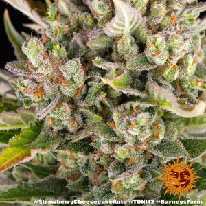 Barney's Farm Strawberry Cheesecake Auto Seeds 3 Stk.
