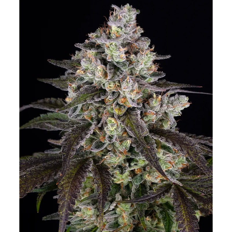 Trainwreck Barney's Farm Seeds 3 Stk.