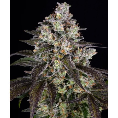 Trainwreck Barney's Farm Seeds 3 Stk.