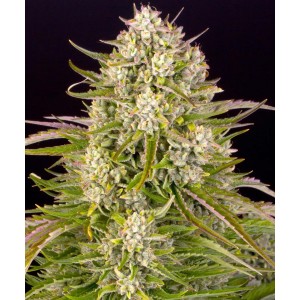 Wedding Cake Auto Barney's Farm  Seeds 3 Stk.