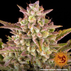 Wedding Cake Auto Barney's Farm  Seeds 3 Stk.