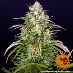 Wedding Cake Auto Barney's Farm  Seeds 3 Stk.
