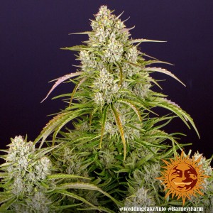 Wedding Cake Auto Barney's Farm  Seeds 3 Stk.