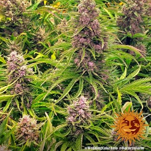 Wedding Cake Auto Barney's Farm  Seeds 3 Stk.