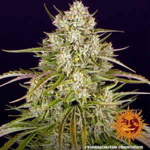 Wedding Cake Auto Barney's Farm  Seeds 3 Stk.