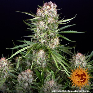 Wedding Cake Auto Barney's Farm  Seeds 3 Stk.