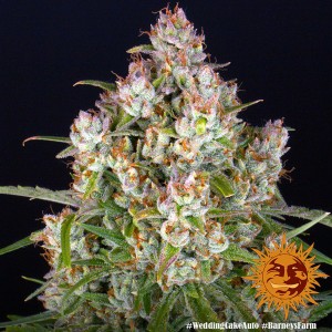 Wedding Cake Auto Barney's Farm  Seeds 3 Stk.