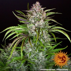 Wedding Cake Auto Barney's Farm  Seeds 3 Stk.