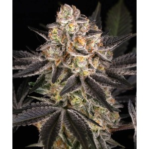 White Runtz Barney's Farm Seeds 3 Stk.
